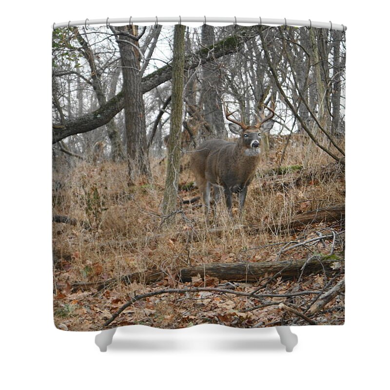 Deer Shower Curtain featuring the photograph Well Hello There by Michael Porchik