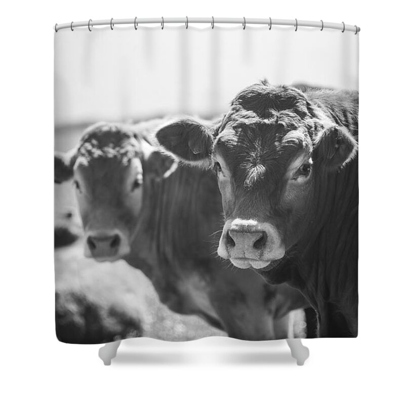 Portrait Shower Curtain featuring the photograph Welsh Cows by Ralf Kaiser