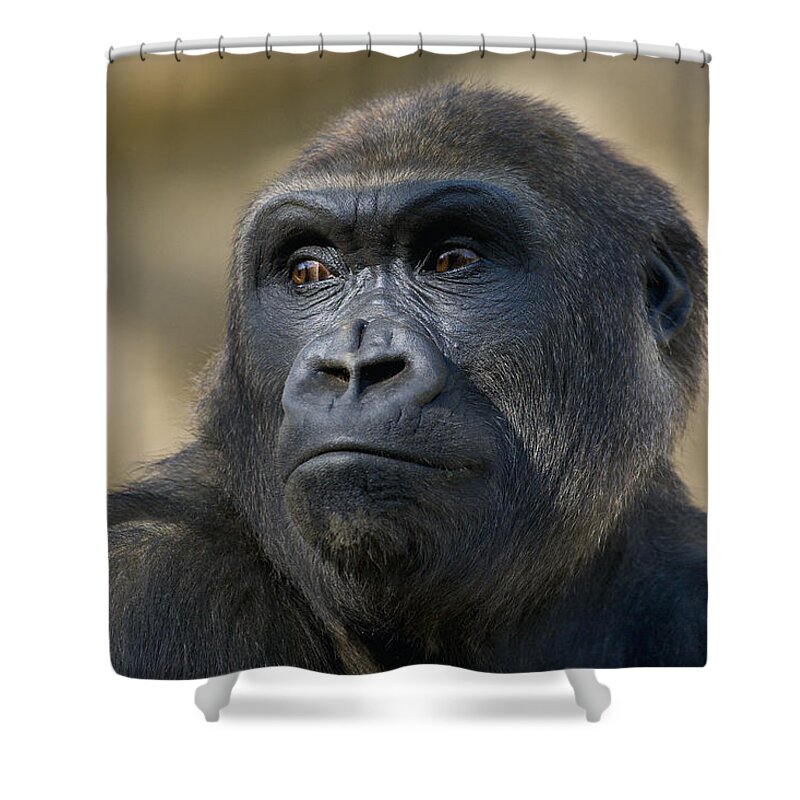 Feb0514 Shower Curtain featuring the photograph Western Lowland Gorilla Portrait by San Diego Zoo