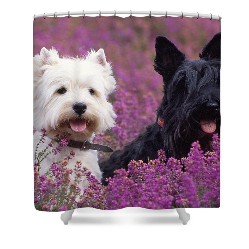 West Highland White Terrier Shower Curtain featuring the photograph Westie And Scottie Dogs by John Daniels