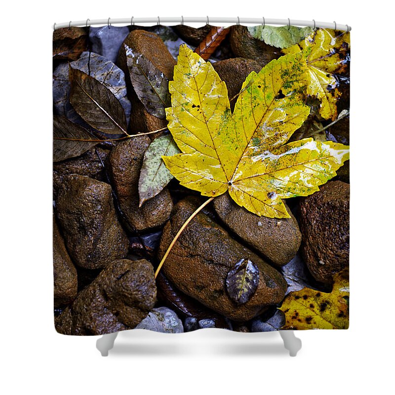 Nature Shower Curtain featuring the photograph Wet autumn leaf on stones by Ivan Slosar