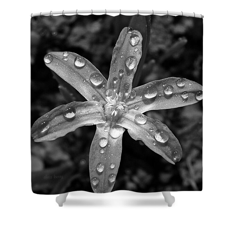 Chionodoxa Shower Curtain featuring the photograph Wet Glory of the Snow by Chris Berry