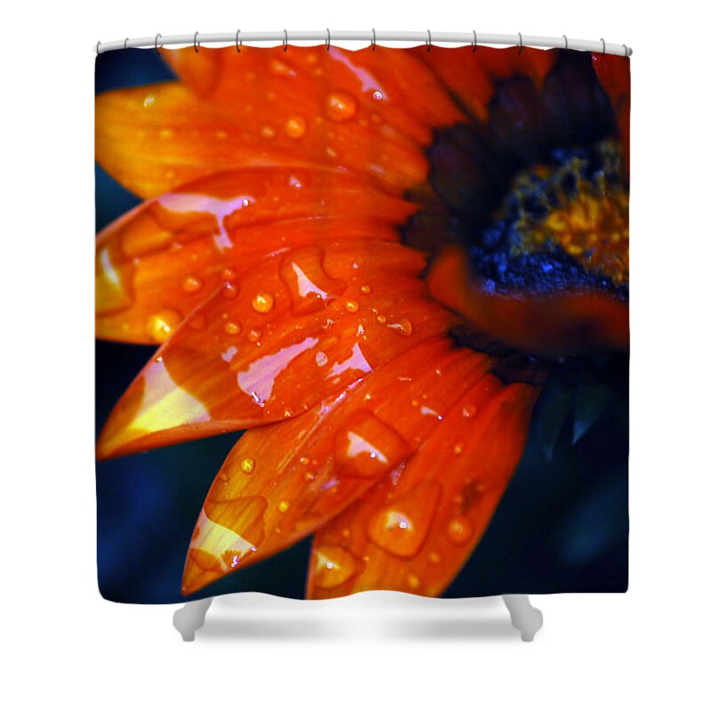 Daisy Shower Curtain featuring the photograph Wet Petals by Lori Tambakis