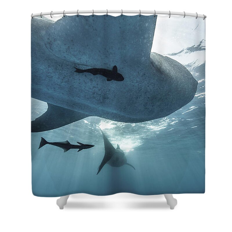 Tranquility Shower Curtain featuring the photograph Whale Sharks by Tyler Stableford