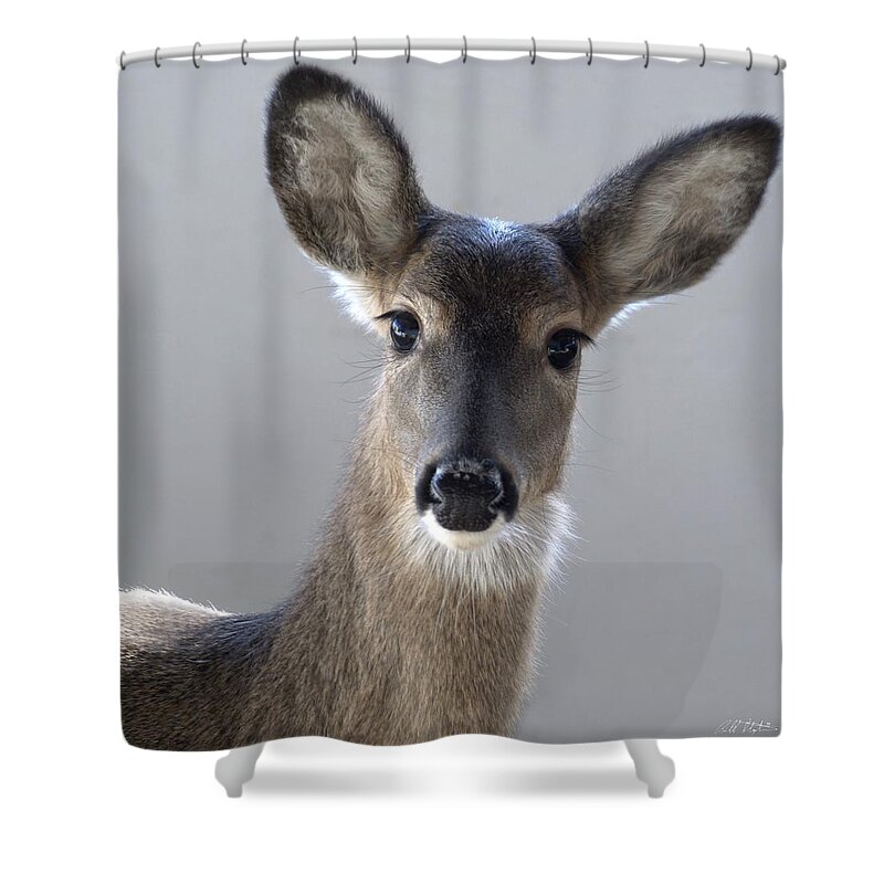 Deer Shower Curtain featuring the photograph What Is Up With Mike? by Bill Stephens