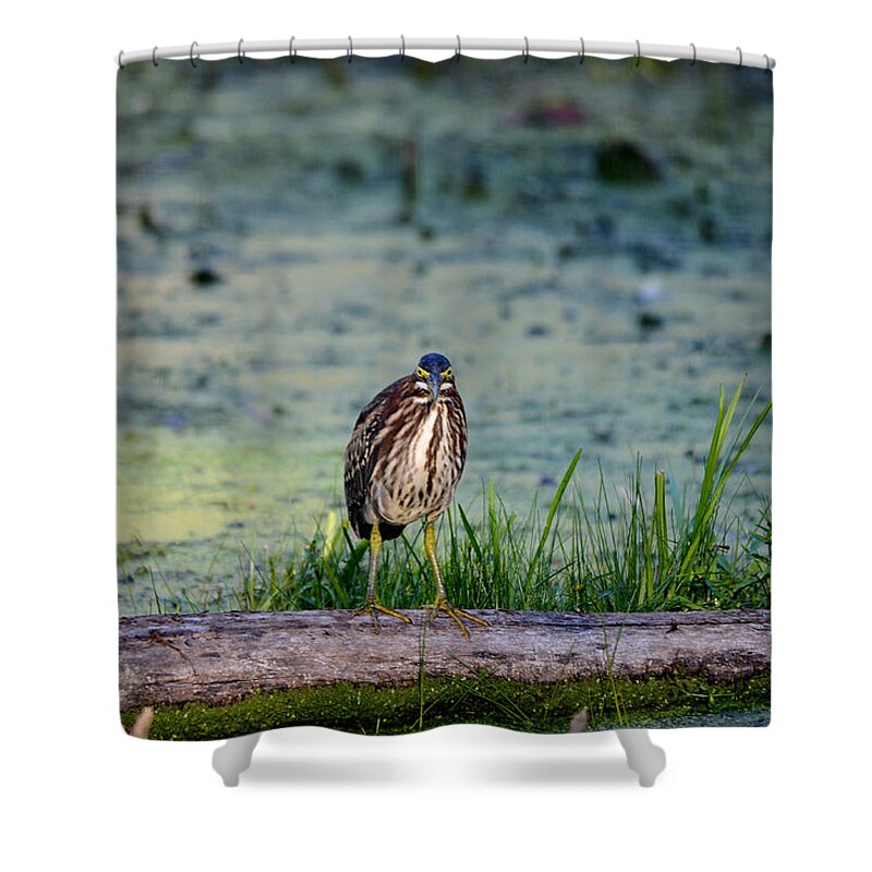 Nature Shower Curtain featuring the photograph Whatcou lookin' at? by David Porteus