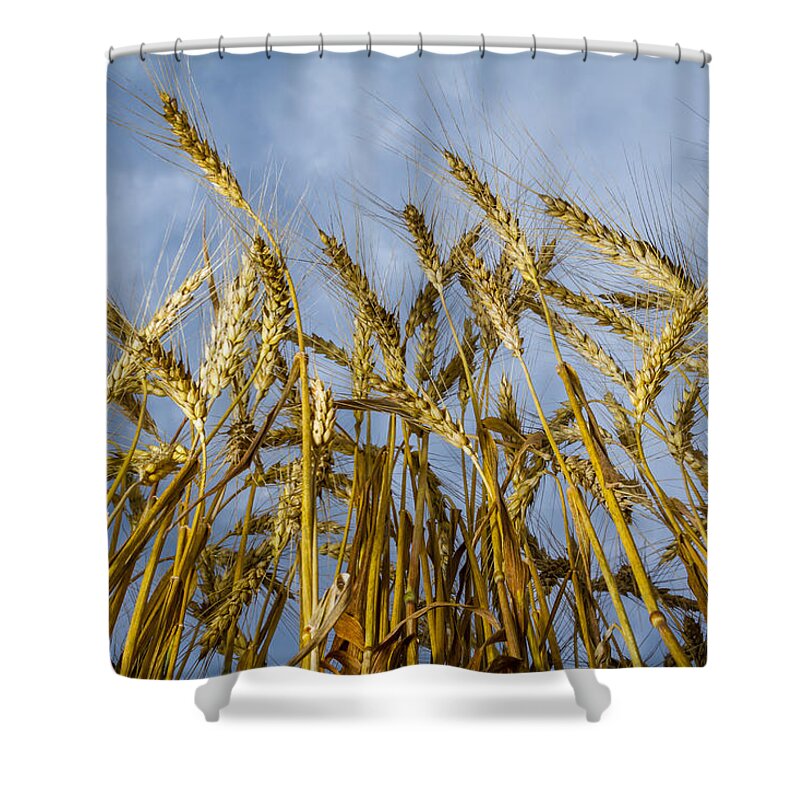 Art Shower Curtain featuring the photograph Wheat Standing Tall by Ron Pate