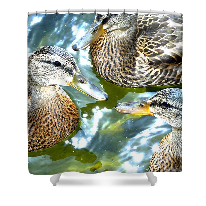 Brown Ducks Shower Curtain featuring the photograph When Duck Bills Meet by Lesa Fine