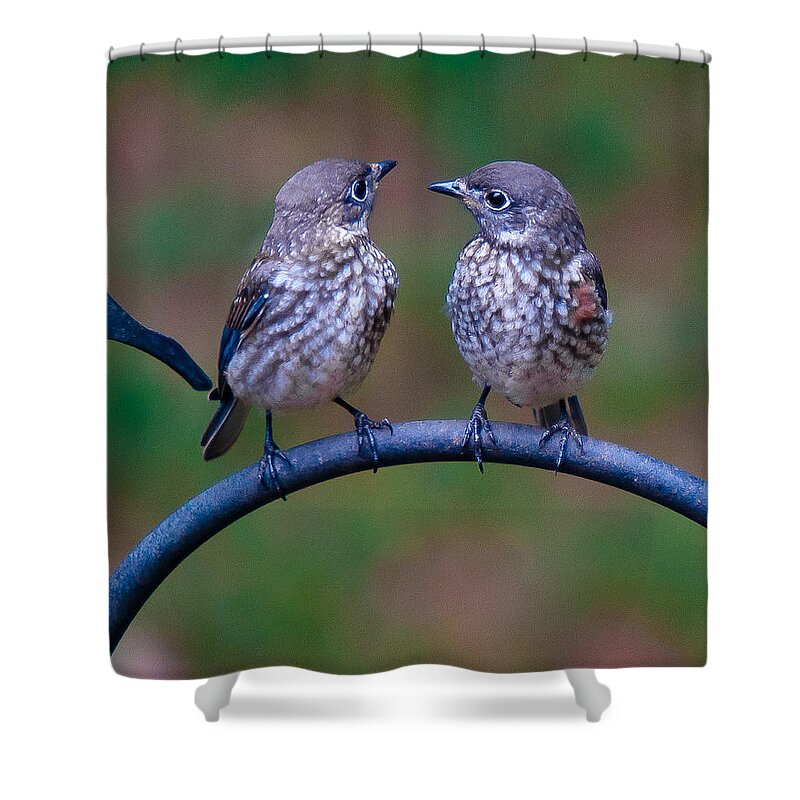 Bluebird Shower Curtain featuring the photograph When's Dad Coming Back? by Robert L Jackson
