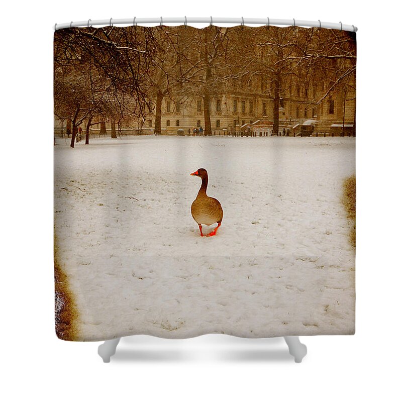 Goose Shower Curtain featuring the photograph Where is everyone by Jasna Buncic