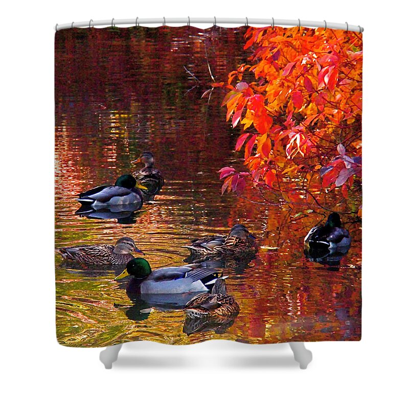 Mallards Shower Curtain featuring the photograph Which Way by Rona Black