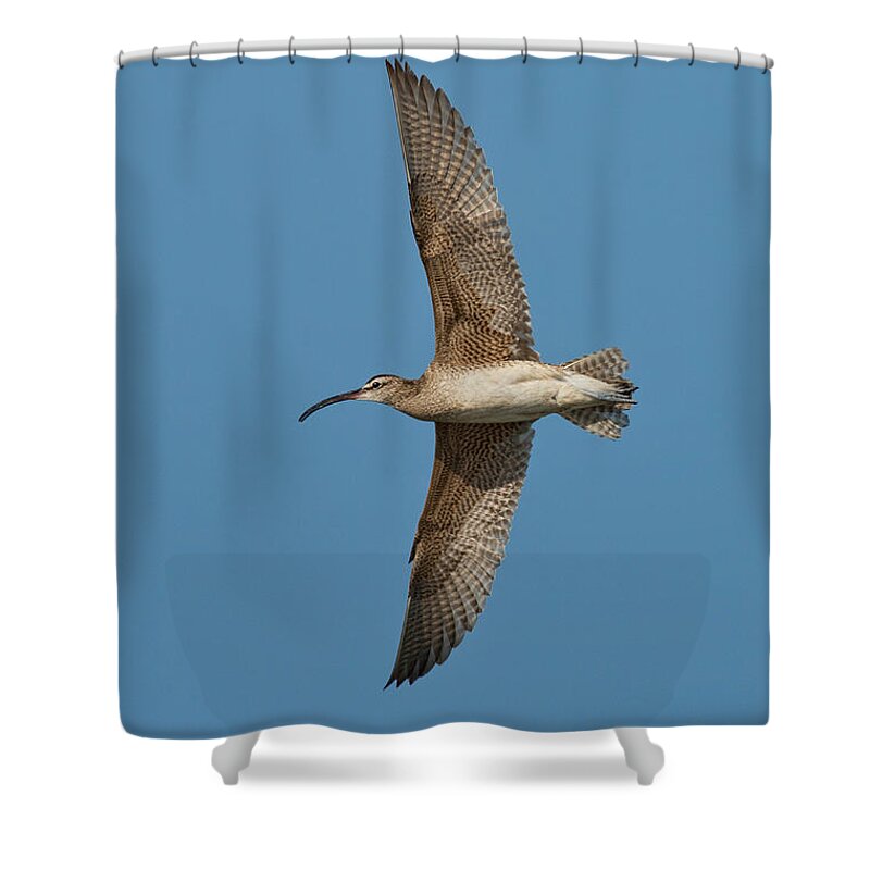 Fauna Shower Curtain featuring the photograph Whimbrel In Flight by Anthony Mercieca