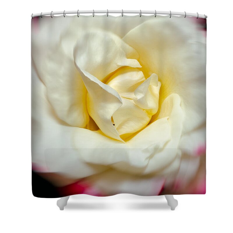 Rose Shower Curtain featuring the photograph Whirling Rose by Georgette Grossman