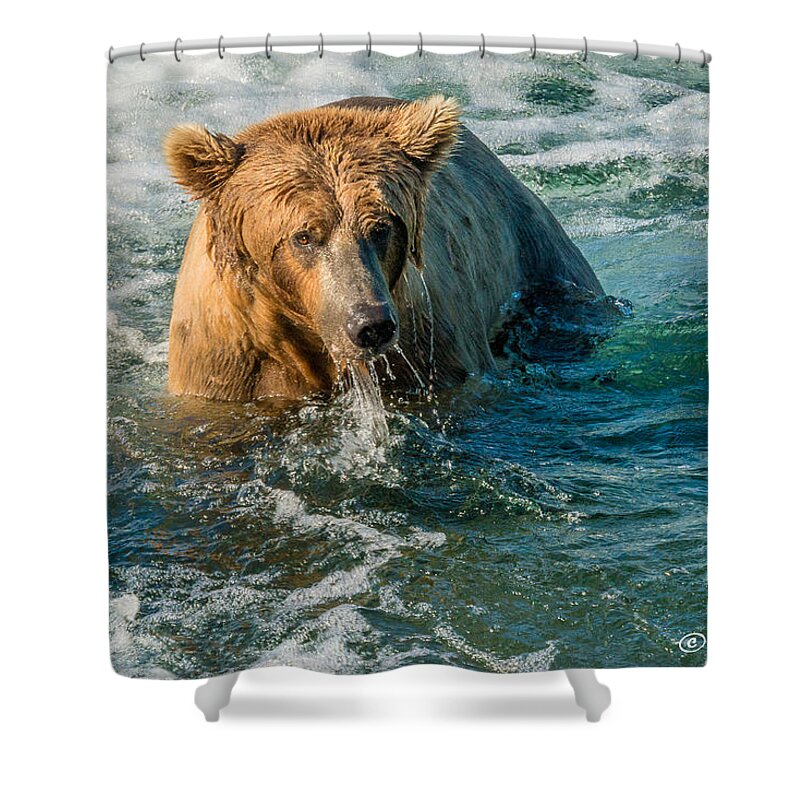 Alaska Shower Curtain featuring the photograph Whirlpool Grizzly by Joan Wallner