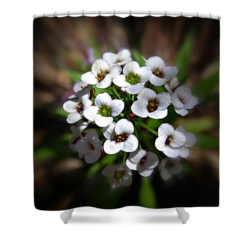 Alyssium Shower Curtain featuring the photograph White Alyssium by Nick Kloepping