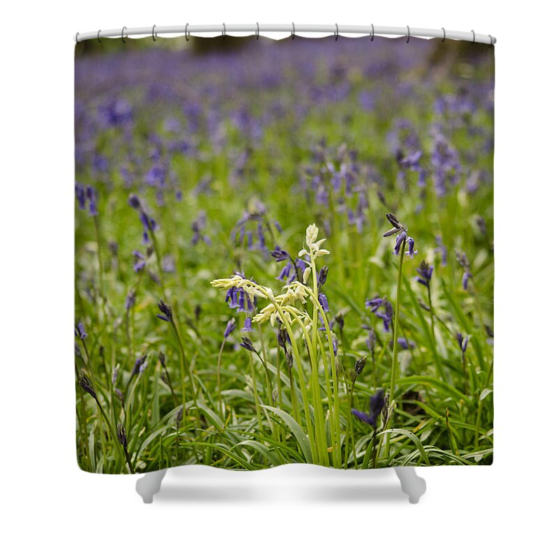 Forest Shower Curtain featuring the photograph White amongst the Blue by Spikey Mouse Photography