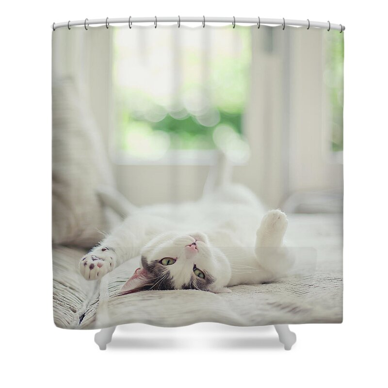 Pets Shower Curtain featuring the photograph White And Grey Cat Lying On His Back On by Cindy Prins