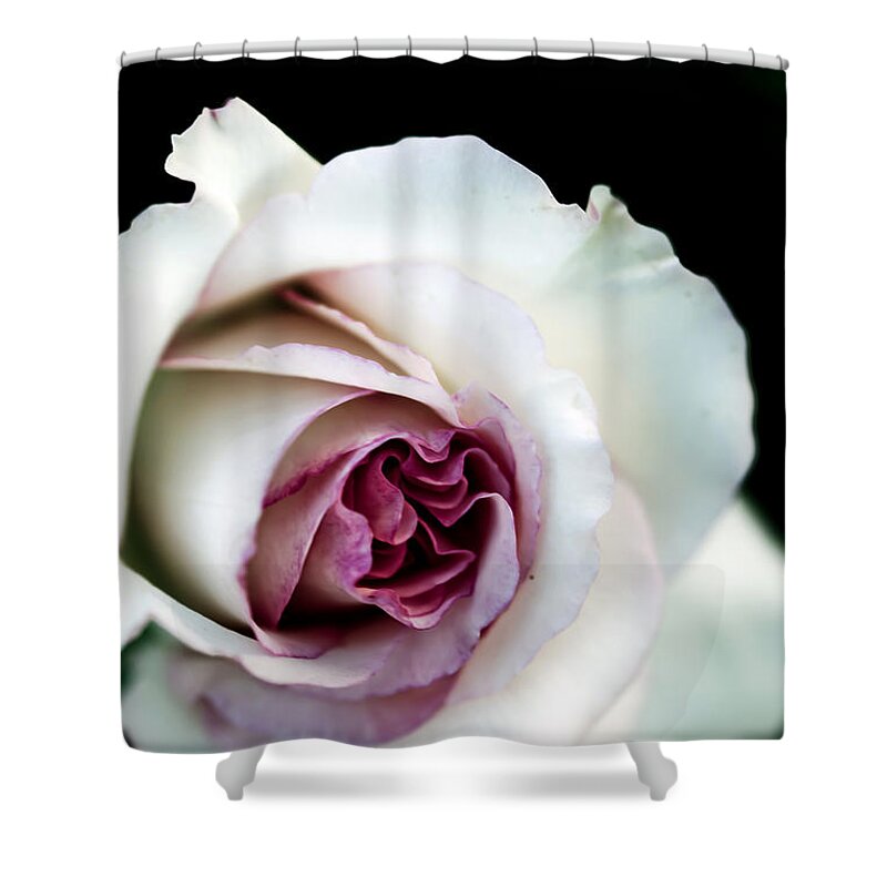 Nature Shower Curtain featuring the photograph White and Magenta Rose by Sennie Pierson