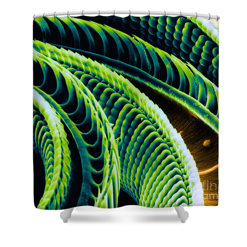White Butterfly Shower Curtain featuring the photograph White Butterfly Tongue, Sem by Asa Thoresen