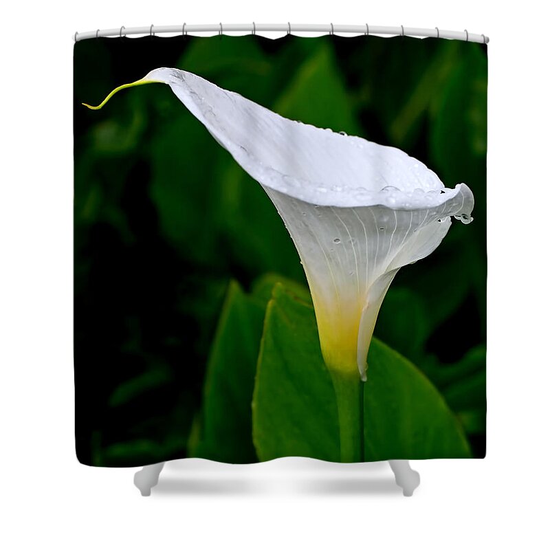 Lily Shower Curtain featuring the photograph White Calla by Rona Black