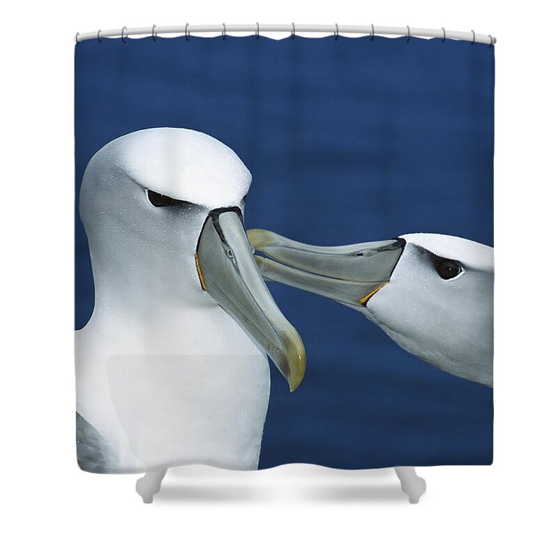 00142939 Shower Curtain featuring the photograph White-capped Albatrosses Courting by Tui De Roy