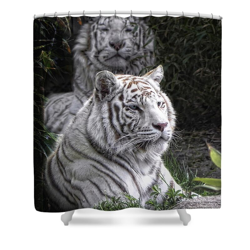 Cats Shower Curtain featuring the photograph White Cats by Joachim G Pinkawa