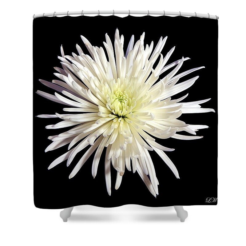 Flowers Shower Curtain featuring the photograph White Chrysanthemum Still Life Flower Art Poster by Lily Malor