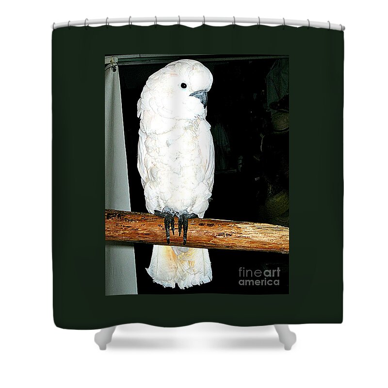 Birds Shower Curtain featuring the photograph White Cockatiel-loreto Mx. by Jay Milo
