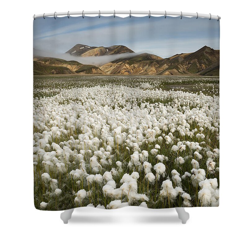 Feb0514 Shower Curtain featuring the photograph White Cottongrass Landmannalaugar by Rob Brown