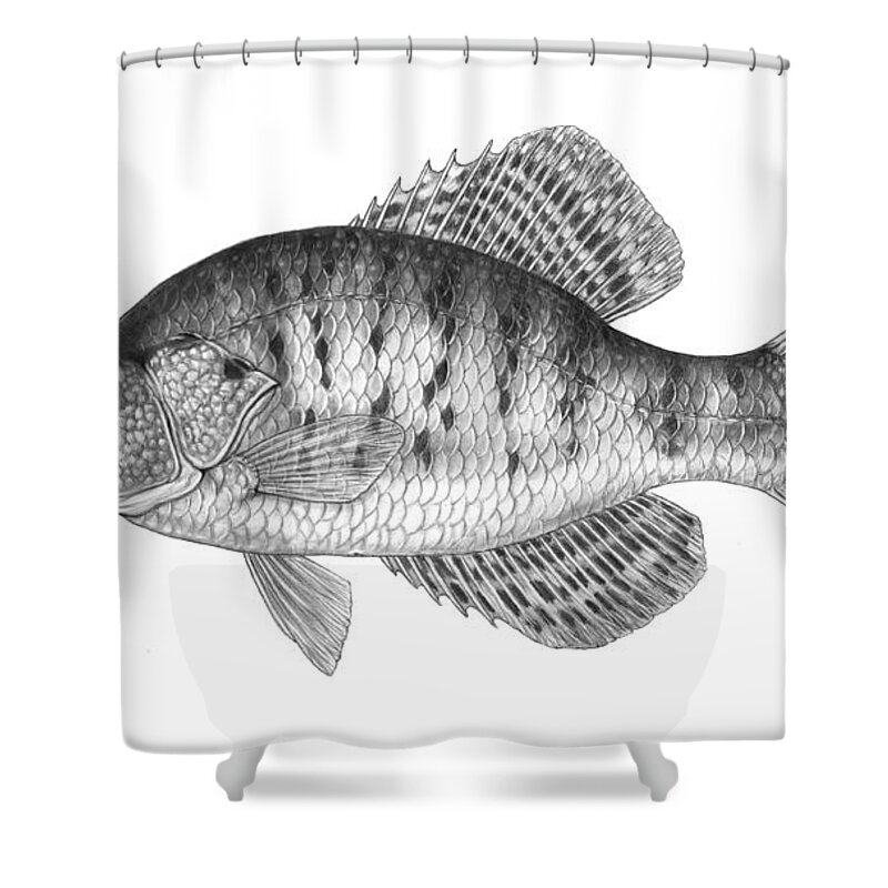 White Crappie Shower Curtain featuring the photograph White Crappie Pomoxis Annularis by Carlyn Iverson
