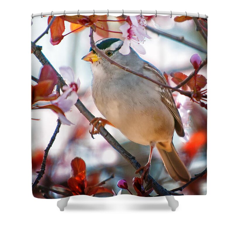 Birds Shower Curtain featuring the photograph White-crowned Sparrow by Jim Thompson