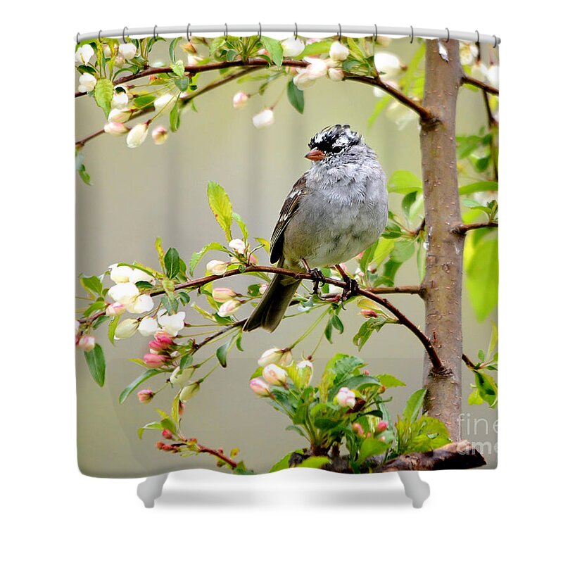Nature Shower Curtain featuring the photograph White-Crowned Sparrow by Nava Thompson