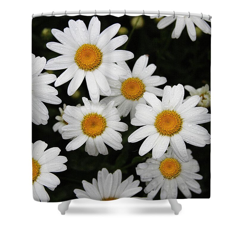 White Daisy's Shower Curtain featuring the digital art White Daisy's On The Rim by Tom Janca