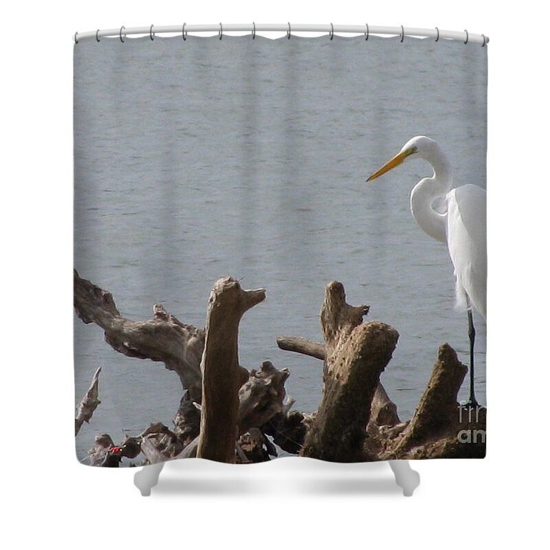 White Egret Shower Curtain featuring the photograph White Egret by Jimmie Bartlett