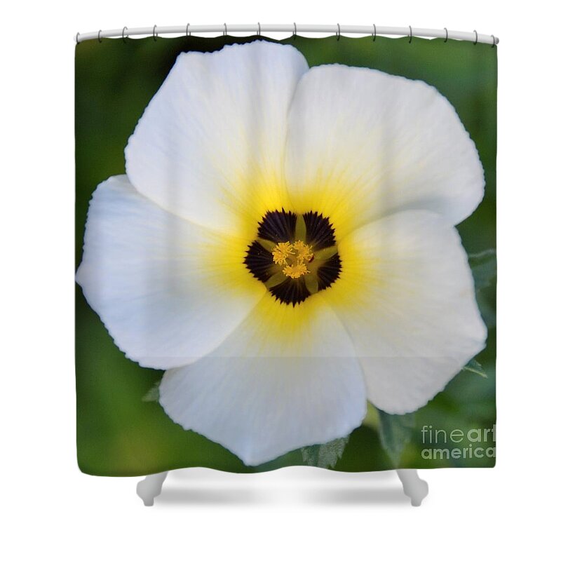 White Flower-spotlight Shower Curtain featuring the photograph White Flower- Spotlight by Darla Wood