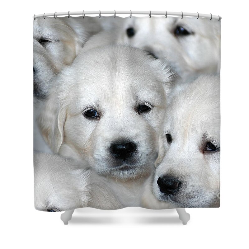 White Golden Retriever Puppies Shower Curtain For Sale By Dog Photos