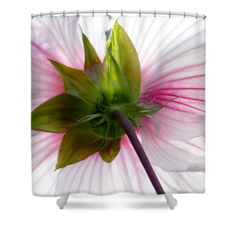 Hibiscus Shower Curtain featuring the photograph White Hibiscus Flower by Marina Kojukhova
