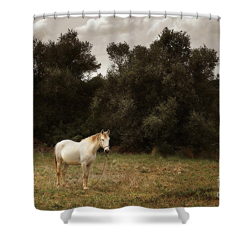 White Shower Curtain featuring the photograph White Horse by Carlos Caetano