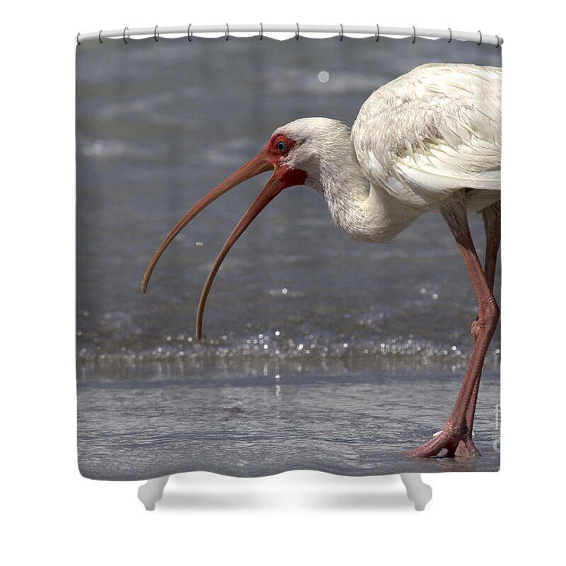 White Ibis Shower Curtain featuring the photograph White Ibis on the Beach by Meg Rousher