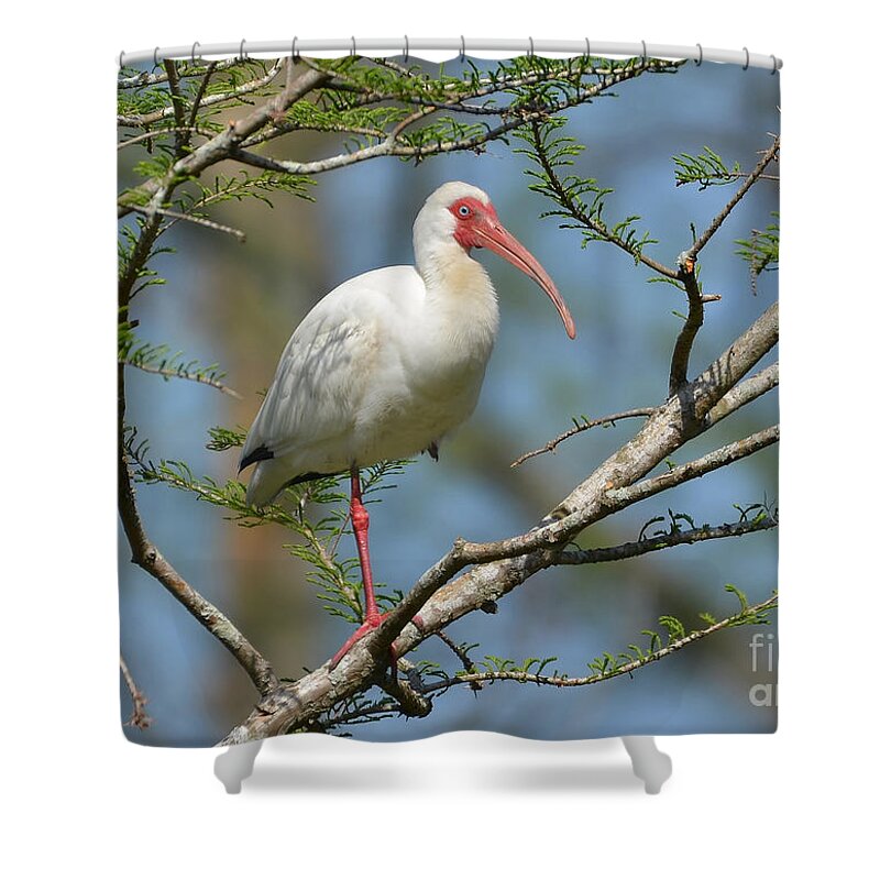 Ibis Shower Curtain featuring the photograph White Ibis With Bleeding Colors by Kathy Baccari