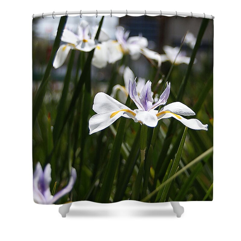 White Shower Curtain featuring the photograph White Iris Flower by Chauncy Holmes