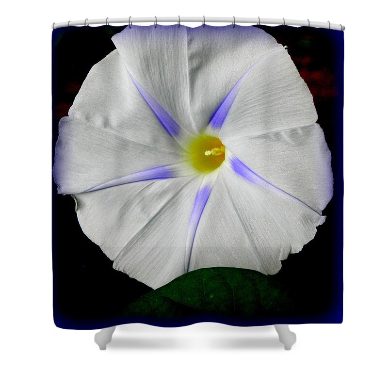 Morning Glory Shower Curtain featuring the photograph White Morning by Kim Galluzzo