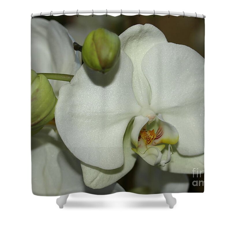 White Shower Curtain featuring the photograph White Orchid by Jacklyn Duryea Fraizer