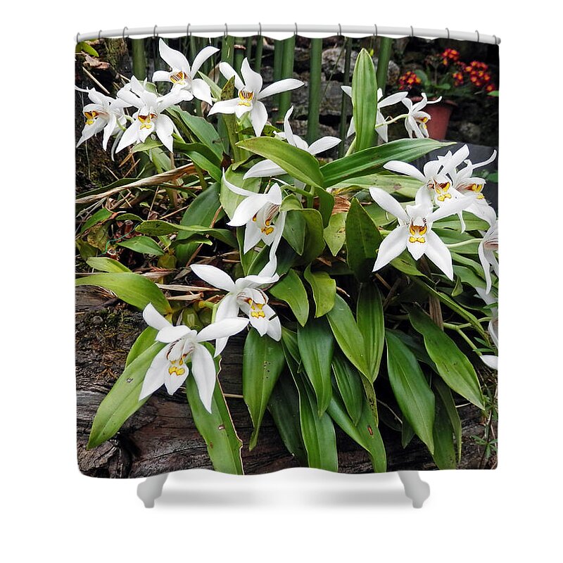 Orchid Shower Curtain featuring the photograph White Orchids by Pema Hou