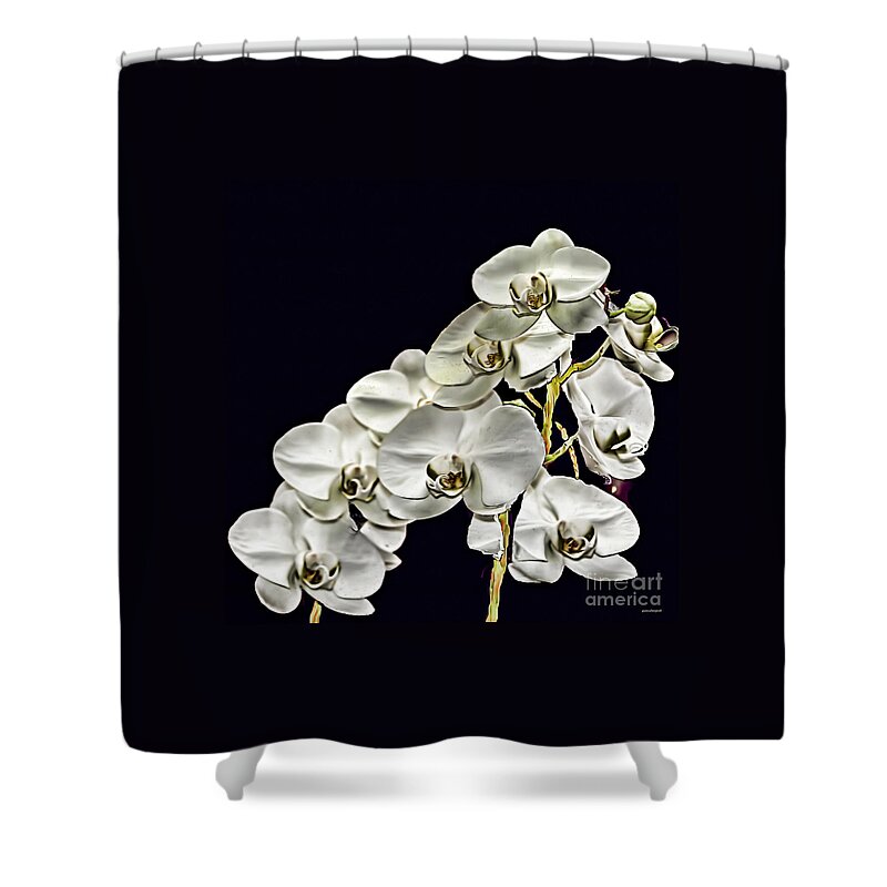 White Orchids Shower Curtain featuring the photograph White Orchids by Tom Prendergast