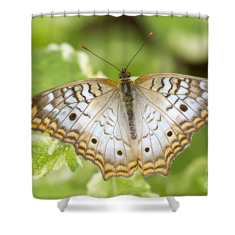 White Peacock Shower Curtain featuring the photograph White Peacock Butterfly by Bryan Keil