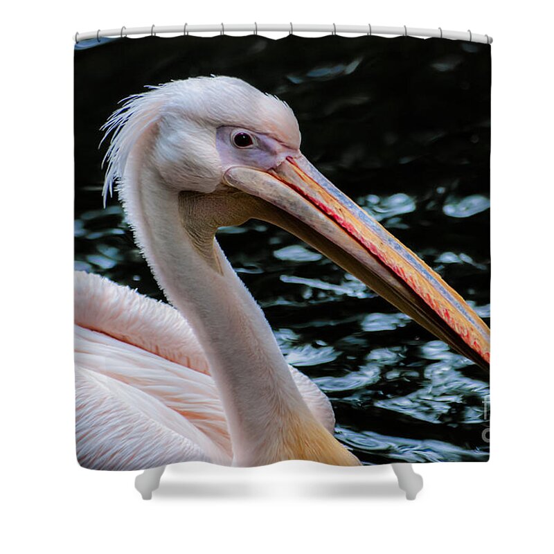 Animal Shower Curtain featuring the photograph White Pelican by Hannes Cmarits