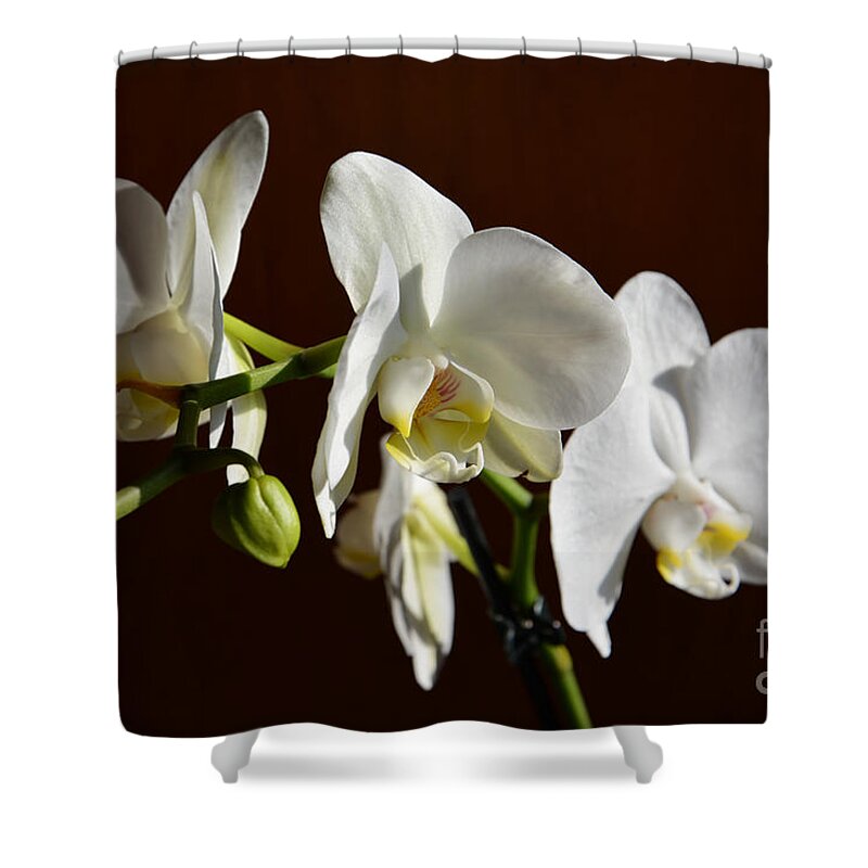 Orchids Shower Curtain featuring the photograph White by Ramona Matei