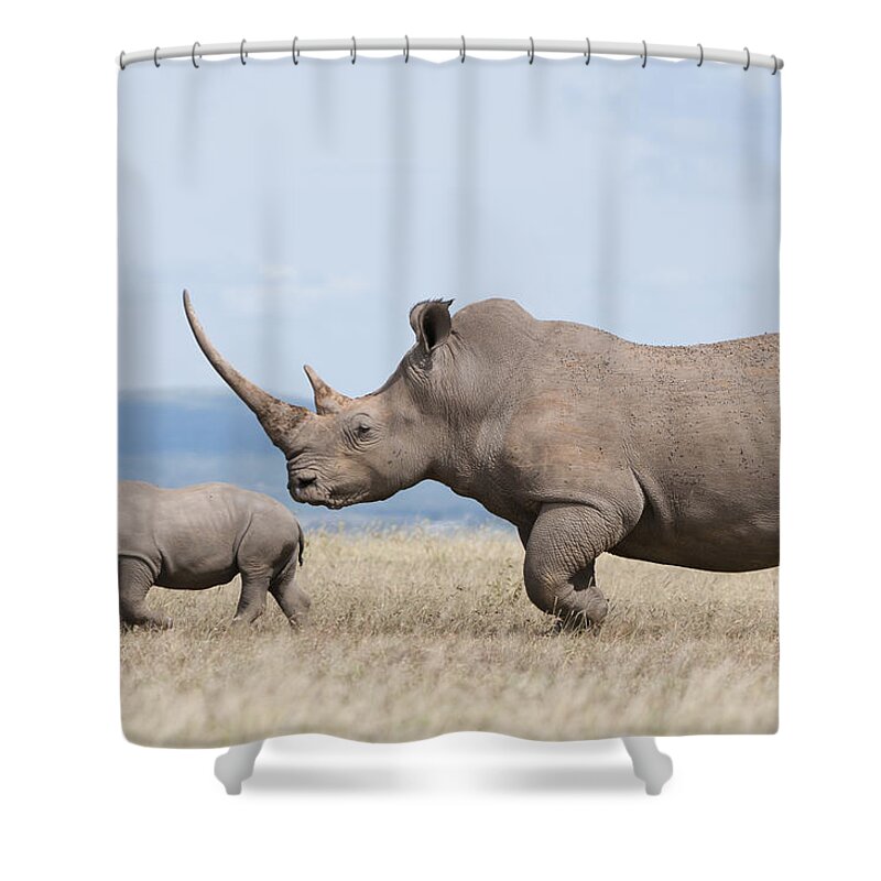 Feb0514 Shower Curtain featuring the photograph White Rhinoceros And Calf Kenya by Tui De Roy