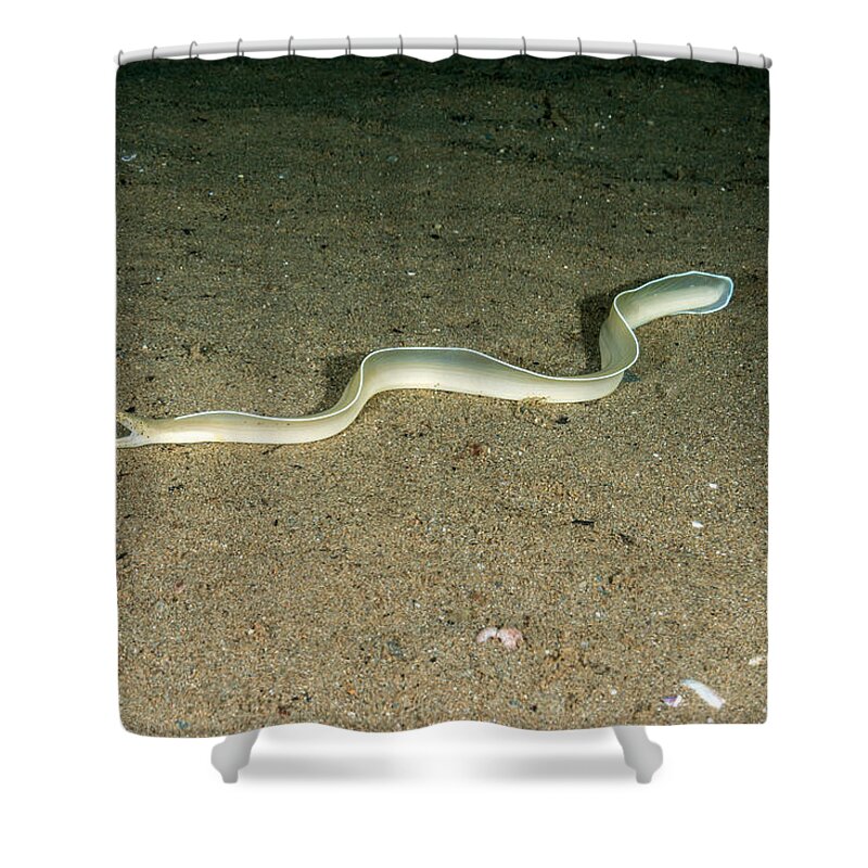 White Ribbon Eel Shower Curtain featuring the photograph White Ribbon Eel by Andrew J. Martinez